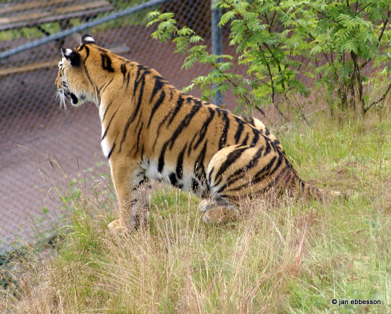 DSC08185.JPG - Sibirisk tiger i Orsa Bjrnpark