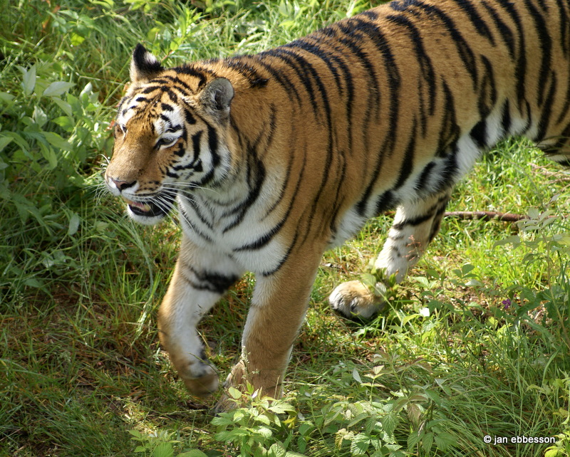 DSC08200.JPG - Sibirisk tiger i Orsa Bjrnpark
