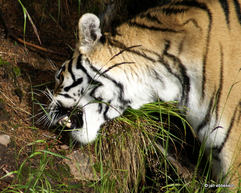 DSC08208.JPG - Sibirisk tiger i Orsa Bjrnpark ter grs