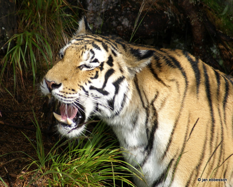 DSC08209.JPG - Sibirisk tiger i Orsa Bjrnpark
