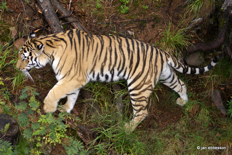 DSC08213.JPG - Sibirisk tiger i Orsa Bjrnpark