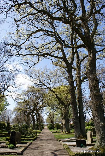 DSC01177.JPG - Höganäs Kyrkogård - De gamla träden som omfamnar oss från alla håll