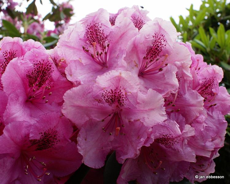 DSC01408.JPG - Rhododendron