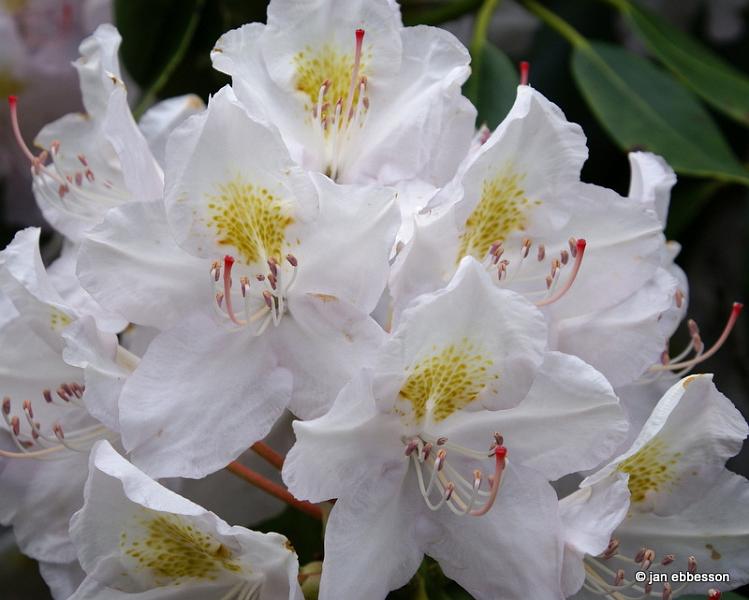 DSC01411.JPG - Rhododendron