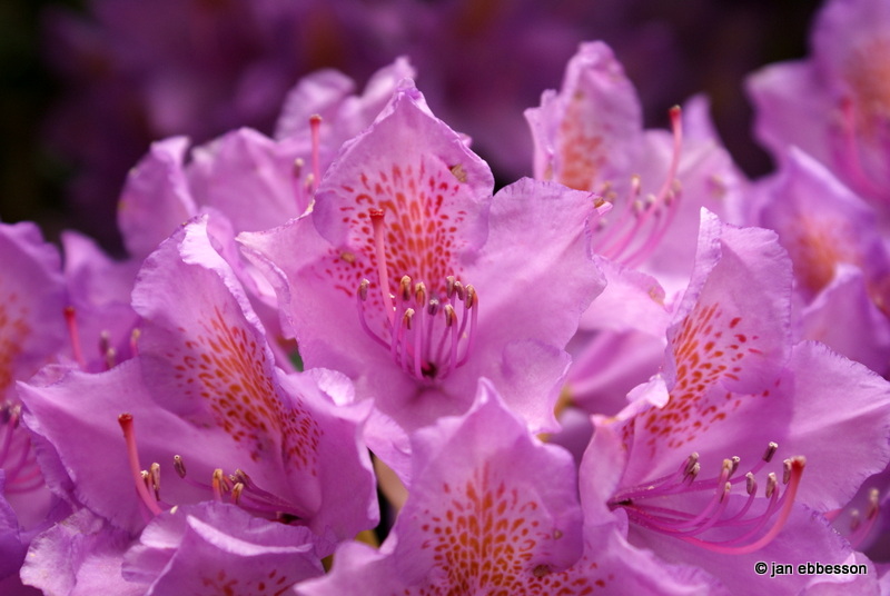 DSC01436.JPG - Rhododendron