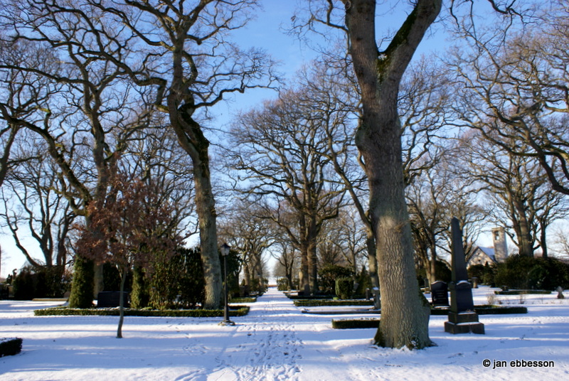 DSC06186.JPG - Kyrkogården i Höganäs - Träden som omfamnar oss från alla håll